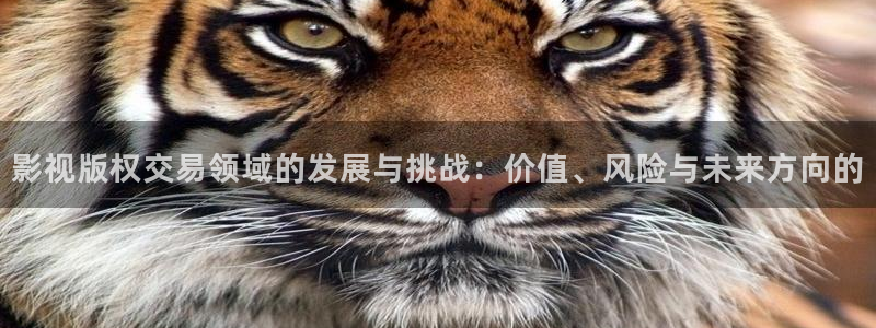 神馬電影第七影院：影視版權交易領域的發展與挑戰：價值、風險與未來方向的